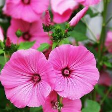 Lavatera magnificent pcs for sale  Shipping to Ireland