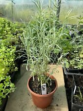 Large curry herb for sale  STONE