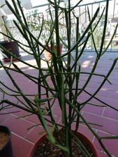 Euphorbia tirucalli pianta usato  Urbisaglia