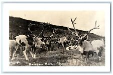 C1940 reindeer herd for sale  Terre Haute