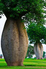 Chorisia speciosa albero usato  Napoli
