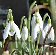 Tiny tim snowdrops for sale  SLEAFORD