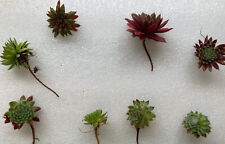 Sempervivum collection named for sale  WIGTON