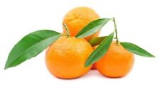 California clementine algerian for sale  Coachella