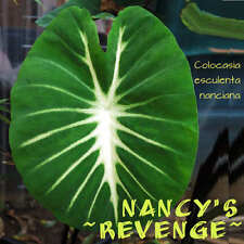 Used, ~NANCY'S REVENGE~ TARO Colocasia esculenta nanciana Elephant Ear Starter Plant for sale  Shipping to South Africa