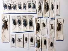 Cerambycidae philippinen insec gebraucht kaufen  Gera