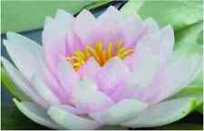 Hollandia water lily for sale  MARKET RASEN