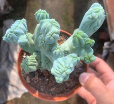 Cactus dragon godness for sale  Ireland