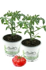 Tomatenpflanze tomatenpflanzen gebraucht kaufen  Obrighoven