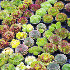 Sempervivum mix plants for sale  UK