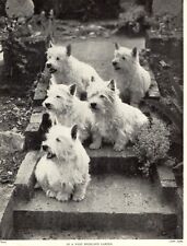 WESTIE WEST HIGHLAND WHITE TERRIER 1934 DOG PRINT IN A WEST HIGHLAND GARDEN usato  Spedire a Italy