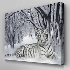A047 white tiger for sale  BALLYMONEY