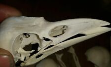 Crow rook skull for sale  NEWCASTLE UPON TYNE