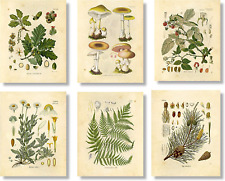 Vintage botanical prints for sale  Denver
