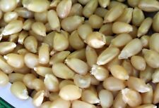Maíz puffmais mantequilla holandesa Pennsylvania - más de 10 semillas - semillas - semillas Zm 042 segunda mano  Embacar hacia Argentina