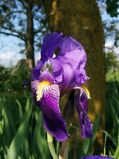 Iris germanica barbata usato  Borgomanero