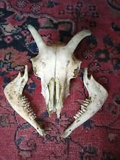 Ram skull goth for sale  OXFORD