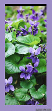 Live plants purple for sale  Grant