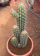 Pilosocereus gounellei cactus usato  Menfi