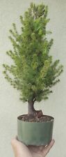 Dwarf alberta spruce for sale  Rosemead