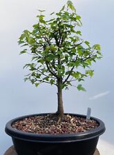 Trident maple bonsai for sale  Malvern