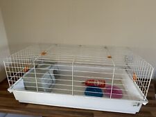 Guinea pig rabbit for sale  CHESTERFIELD