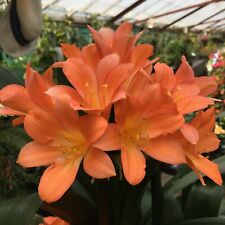 Clivia miniata orange for sale  HELSTON