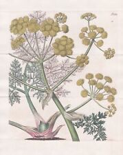 Ferula Persica Persische Asafoetida Persia Engraving Incisione Curtis 2096 segunda mano  Embacar hacia Argentina