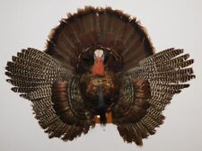 Taxidermy turkey partial for sale  La Crosse