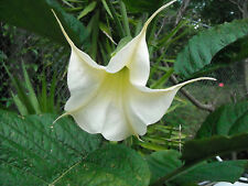 BRUGMANSIA ARBOREA white flowers Angel's Trumpet tree fragrant seed --10 seeds, used for sale  Shipping to South Africa