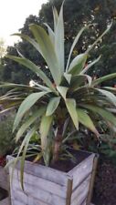 Cordyline indivisa wide for sale  BECCLES