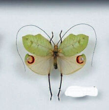 Orthoptera  TANUSIA -Ommatoptera species ** A-- Quality **BRASIL(not pinnned) for sale  Shipping to South Africa