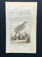 1812 antique bird for sale  Shipping to Ireland