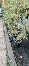 Chinese bamboos variegated for sale  WELWYN GARDEN CITY