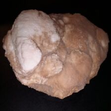 Dinosaur fossil egg for sale  Joseph City