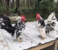 Serama bantam fertile for sale  Tatum