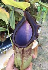 Cosmic beauty nepenthes for sale  Avondale