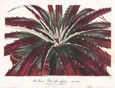 Hechtia Hechtioideae Mexico Mexiko Pflanze plant botany Botanik Lemaire Litho, used for sale  Shipping to South Africa
