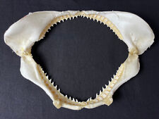 Machoire requin carcharinus d'occasion  Béziers