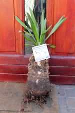 Yucca faxoniana dal Messico, tronco 70 cm, 30 cm, nuova importazione! Nudo radicato! usato  Spedire a Italy