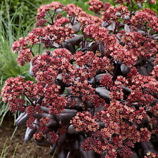 Sedum touchdown teak for sale  UK