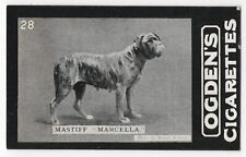 neapolitan mastiff for sale  Shipping to Ireland