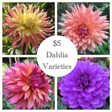 Dahlia tubers many for sale  Milldale