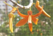 Dendrobium unicum asien gebraucht kaufen  Rheinau