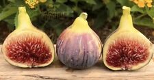 Black Madeira Tree “Worlds First FMV Virus Free Black Madeira” The KING of Figs! for sale  Fresno