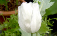 Turkish white poppy for sale  HASTINGS