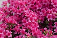 Rhododendron michiko 15cm gebraucht kaufen  Westerstede