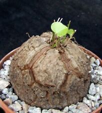 Dioscorea elephantipes 6.2cm for sale  EASTBOURNE