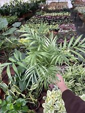 palm plant for sale  Moreno Valley