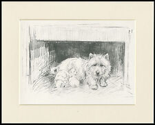Westie terrier mum for sale  COLEFORD